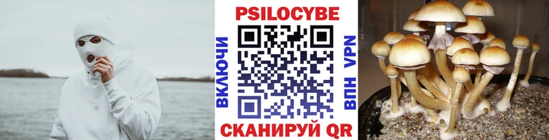 Псилоцибиновые грибы мицелий  наркота  Цоци-Юрт 